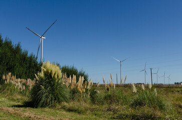 Wind farm in a rural landscape with pampas grass under a clear blue sky
