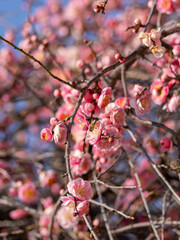 梅の花とミツバチ