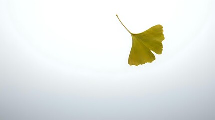 Naklejka premium Single yellow ginkgo leaf isolated on white background for autumn design projects and botanical illustrations.