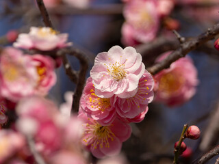 公園に咲くピンク色の梅の花