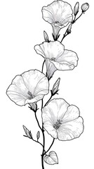 Fototapeta premium Detailed botanical illustration presents a vertical stem with delicate white morning glory flowers and small buds on a plain background.