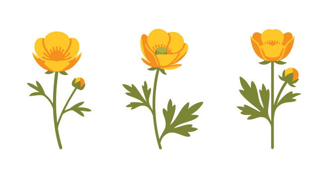 Buttercup Line art soft tone color illustration