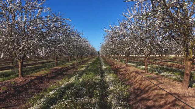 Aerial forward drone flight through blooming almond orchard for stock footage