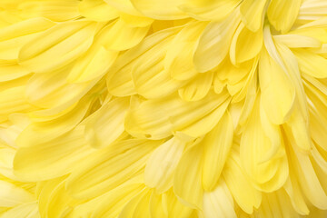 Texture of beautiful yellow chrysanthemum flower petals as background