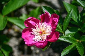 シャクヤク「天真」　Peony 'Tenshin'