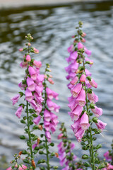 ジギタリス　Foxglove