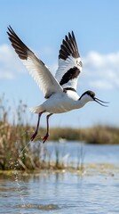 Obraz premium Pied avocet bird taking flight from wetland water with wings spread wide against blue sky and clouds in natural habitat for wildlife photography.