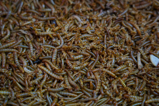 Barley worms and bread worms are being raised