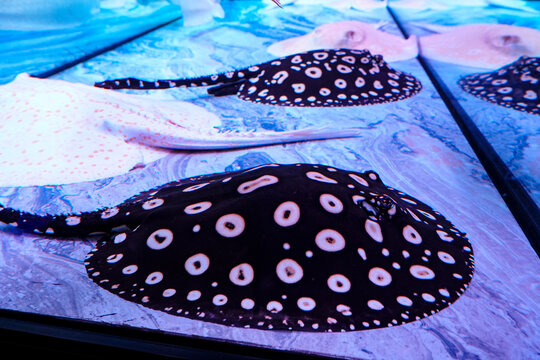 The black and white spotted stingray swims leisurely in the aquarium