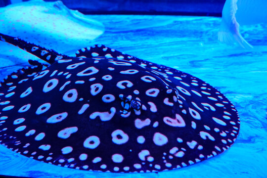 The black and white spotted stingray swims leisurely in the aquarium