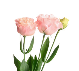 Obraz premium Beautiful pink eustoma flowers isolated on white background