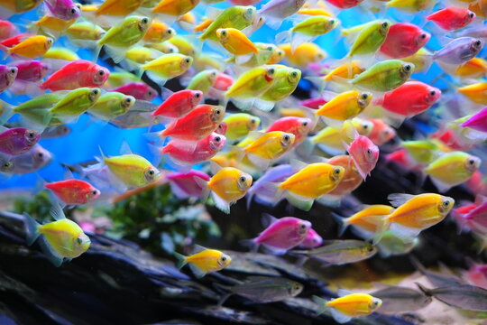 Colorful skirt fish, schools of fish, wandering freely