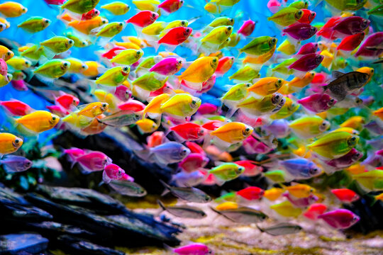Colorful skirt fish, schools of fish, wandering freely