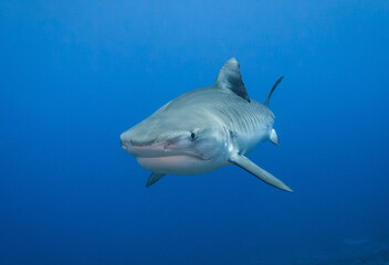 Obraz premium Tiger shark, French Polynesia