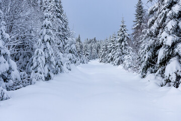 Fototapeta premium A pristine trail winding through a snow-covered forest on a winter morning.