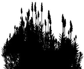 ラベンダーの花咲くシルエット、透明背景の切抜き素材