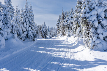 Snowmobile trail in the mountains, crossing a snow-covered forest on a beautiful winter day © Martin