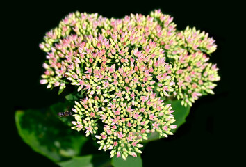 Sedum (Hylotelephium telephium) flower