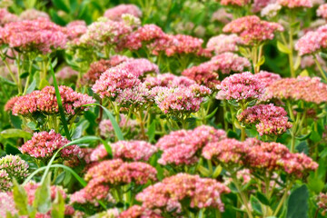 Pink sedum (Hylotelephium telephium) flower
