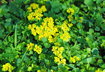 Alternate-leaved golden saxifrage (Chrysosplenium alternifolium) blossom