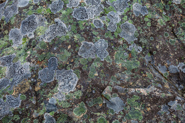 Fototapeta premium lichen on rock