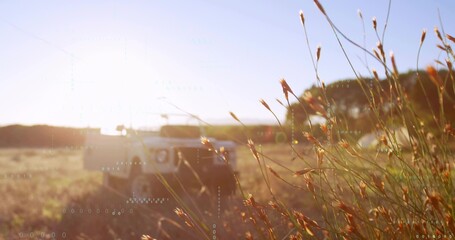 Fototapeta premium Framing tall dry seedheads glowing under low sun in rural field, off-road vehicle, copy space