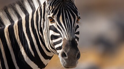 Naklejka premium Striking Close-Up Portrait of a Zebra's Intricate Black and White Stripe Pattern in Natural Light