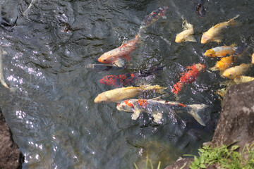 	餌を食べる鯉