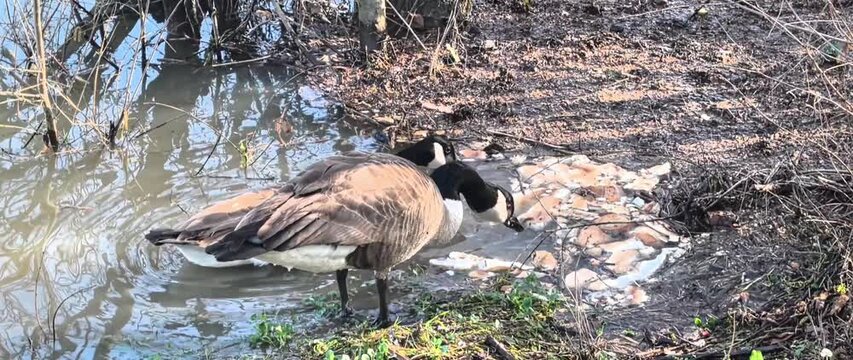 Canada Geese Eating Bread by Pond in France