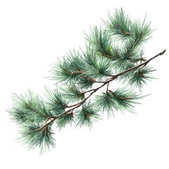 Obraz premium Detailed illustration of a pine branch with vibrant green needles