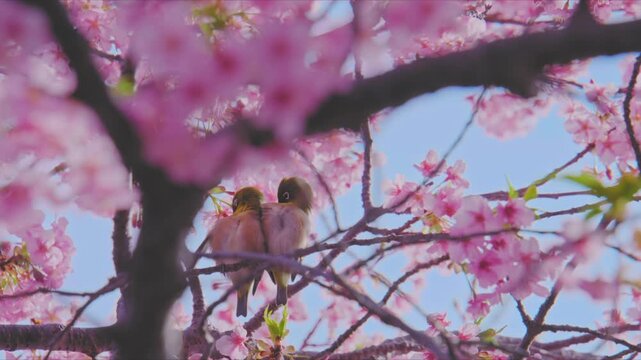 伊豆の河津桜と仲睦まじい2羽のメジロ｜早春の訪れと生命の絆