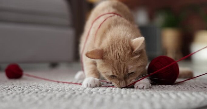 Cute ginger cat playing with yarn on rug indoors, closeup