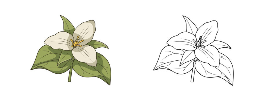 White trillium flower with green leaves in hand drawn cartoon style representing botanical flora or allergy related plants on plain white background