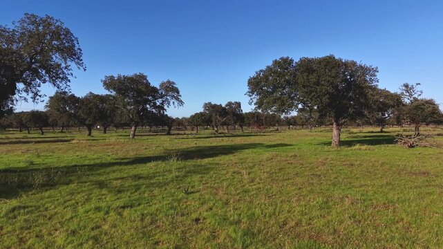 Calm drone flight through holm oaks in detailed dehesa landscape