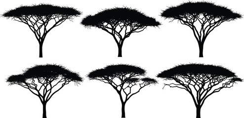 Set of black vector silhouettes of African acacia trees isolated on white background for safari nature landscape and wild savanna wildlife design concept (23 words) © MdMamunur