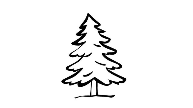 2D Animated Pine Tree for Nature Forest Concept