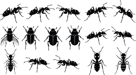 Ant and insect silhouettes collection, detailed ants beetles bugs in multiple views, black vector illustration for biology, nature, education, and design projects © Samol