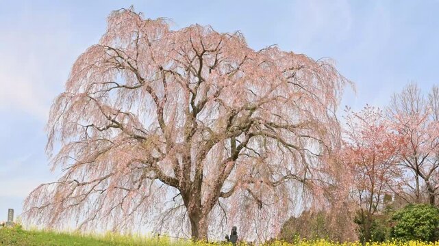  墓守のしだれ桜 満開の風景
「墓守が紡ぐ百年の記憶。春風に揺れる薄紅色のしだれ桜」
(大分県竹田市宮城地区)（宮城の里しだれ桜）
Gravekeeper's Weeping Cherry Blossoms in Full Bloom
(Miyagi Village Weeping Cherry Blossoms)