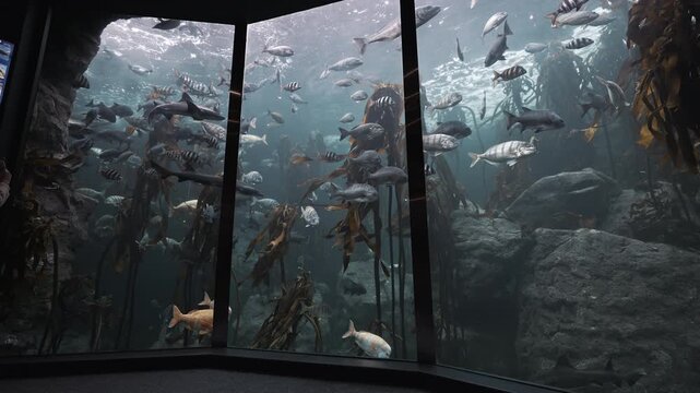 Giant aquarium tank with Exotic large silver fish swim in oceanarium. Different kinds of fish in an oceanarium full of tropical animals and plants. Fish swimming underwater in marine aquarium