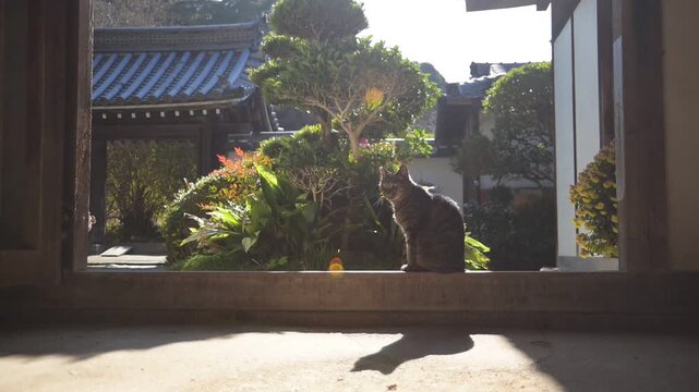 長岳寺の土間でひなたぼっこするトラ猫（奈良県天理市, 2025年12月）
