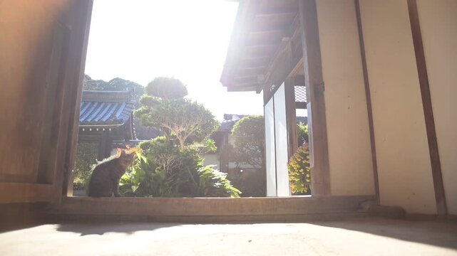 長岳寺の土間でひなたぼっこするトラ猫（奈良県天理市, 2025年12月）