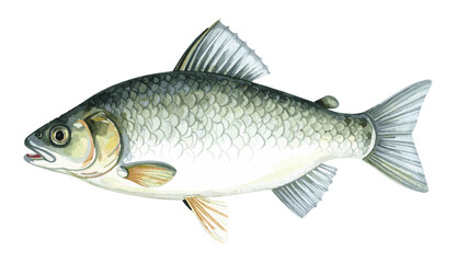 Fototapeta premium Barramundi Fish Watercolor Illustration