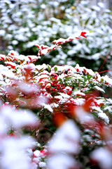 雪を頂いた南天の赤い実