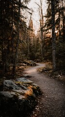 Fototapeta premium Sunlit path winding through a dense forest.