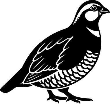 northern bobwhite line art silhouette vector illustration
