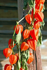 Dried Physalis flower