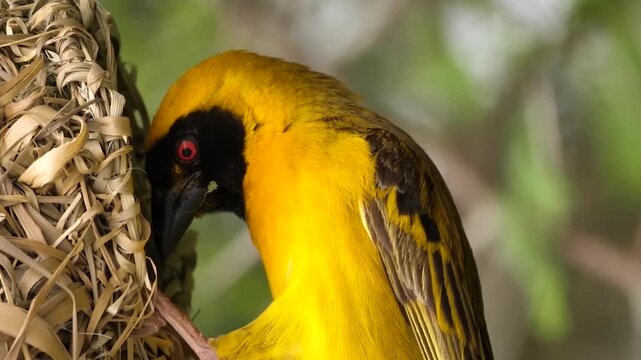 Male Southern Masked Weaver Building an Intricate Woven Nest from Plant Fibers