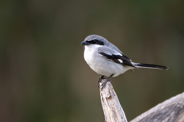 Fototapeta premium Loggerhead Shrike proudly perched on a large deadwood branch had beak point to left