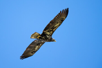 View of beneath a young Bald Eagle has wings spread while soaring high against the blue sky while scouting for food