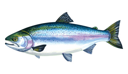 Obraz premium Salmon Fish Watercolor Illustration